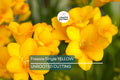 Single Yellow Freesia Bulbs - Fragrant, Deer & Rabbit Resistant, 12-16" Tall Flowers for Gardens & Bouquets, USDA Zones 9-10