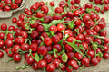 Large Cherry Hot Pepper Seeds – Round, Thick-Walled, Heirloom Capsicum annuum for Pickling & Cooking