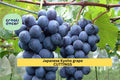 Kyoho Grape Cuttings 6 Unrooted Japanese Table Grape Scions Vitis labrusca × vinifera