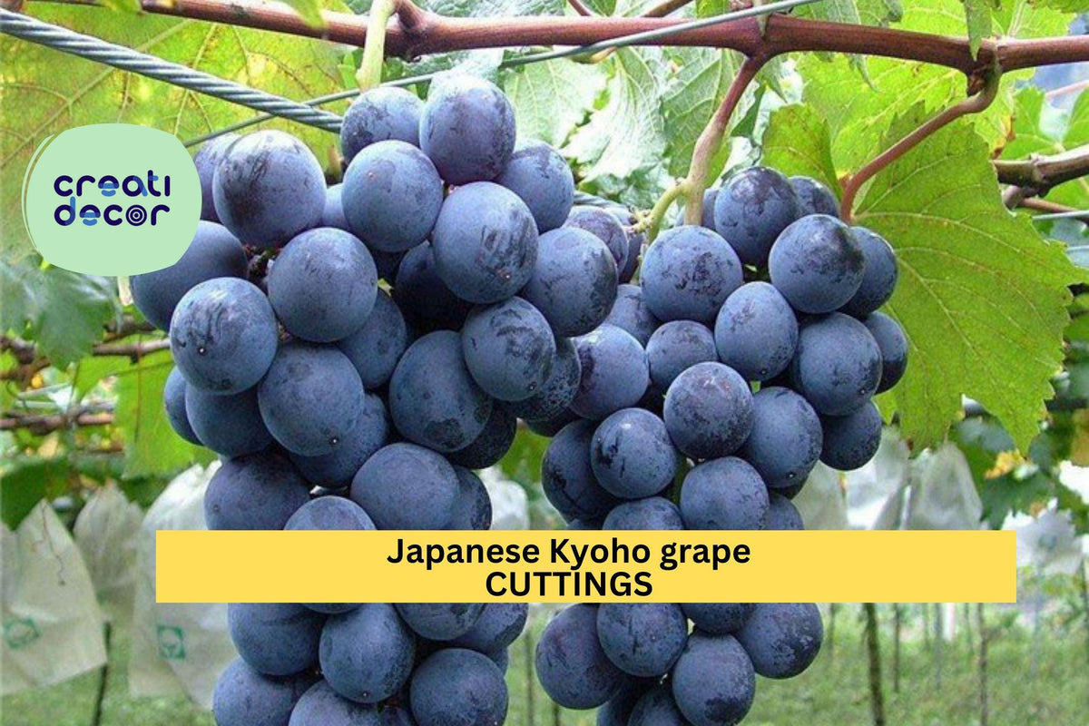 Kyoho Grape Cuttings 6 Unrooted Japanese Table Grape Scions Vitis labrusca × vinifera