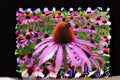 100 Seeds Echinacea purpurea Purple Coneflower Perennial Wildflower for Pollinator Gardens