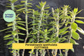 Pereskiopsis spathulata Cutting Set | 4-Inch Grafting Cactus Stock | Fast-Growing Propagation Stem for Leaf Cacti
