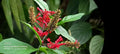 Unrooted Red Odontonema cuspidatum Cuttings – Firespike, Cardinal’s Guard, Hummingbird Magnet, Tropical Flowering Plant