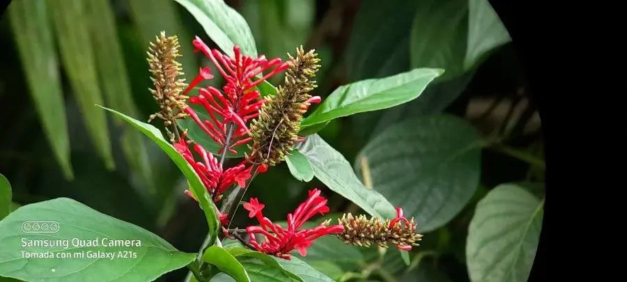 Unrooted Red Odontonema cuspidatum Cuttings – Firespike, Cardinal’s Guard, Hummingbird Magnet, Tropical Flowering Plant