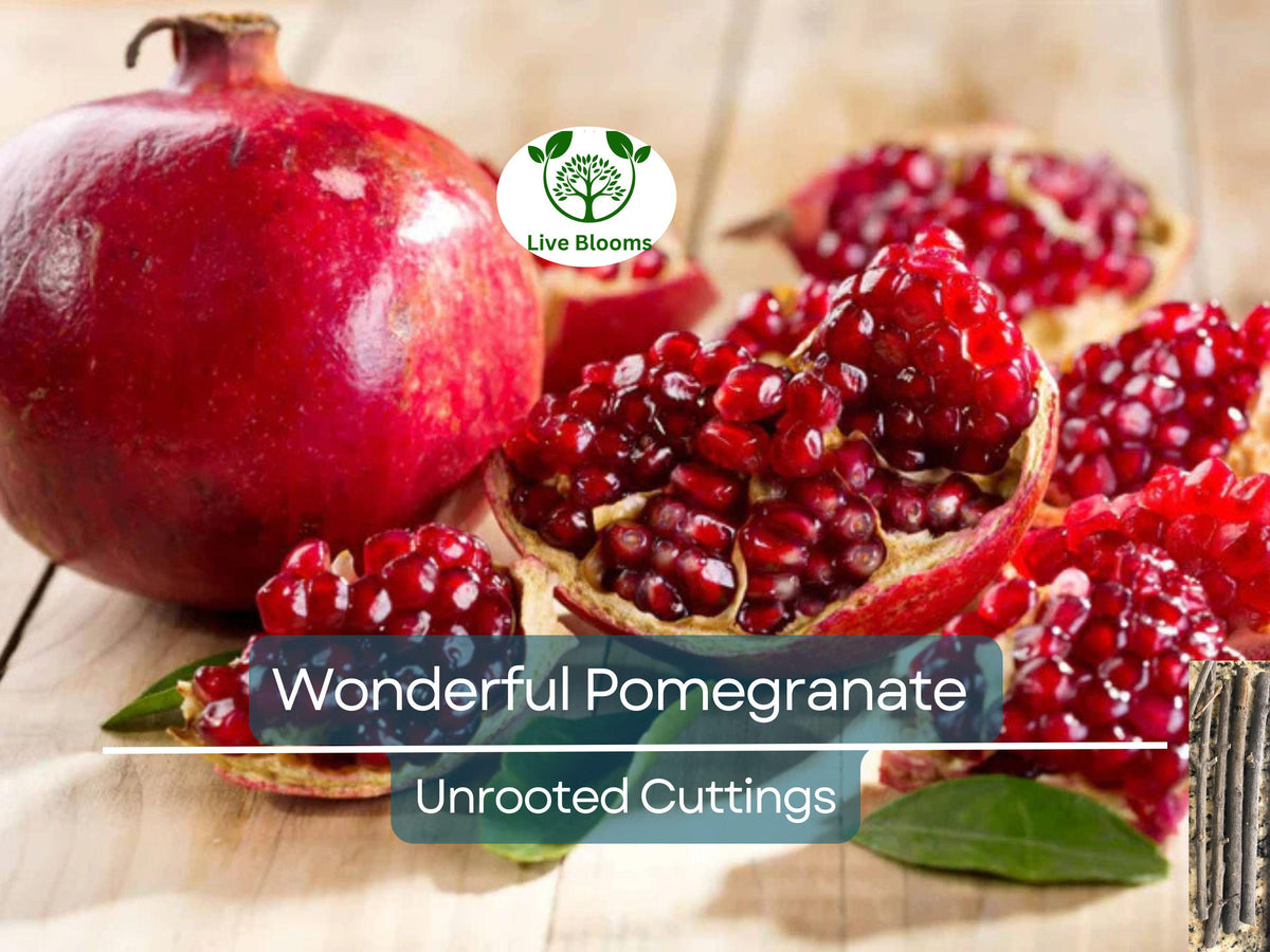 Unrooted Pomegranate Cuttings 6-8" | Fruit Tree Propagation | Punica Granatum | Garden & Orchard Planting