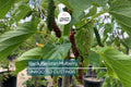 10 Black Pakistan Mulberry Tree Cuttings | Unrooted Grafting Scions for Propagation | Large Sweet Fruits | Morus alba