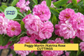 5 Peggy Martin Rose Cuttings – Katrina Climbing Rose 7–8” Unrooted Stems – Fast Growing & Thornless – Hardy Pink Blooms – USA