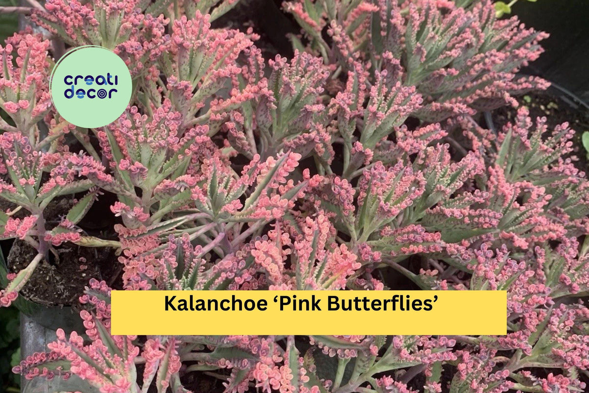 Kalanchoe Pink Butterflies Live Rooted Succulent Starter Plant with Variegated Pink Edges for Indoor or Outdoor Pots