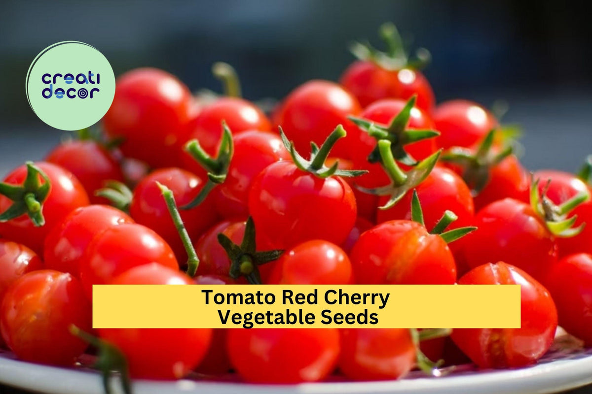 3pcs Red Cherry Tomato Seeds – Sweet & Juicy Mini Solanum lycopersicum for Snacking, Salads, Container Gardening
