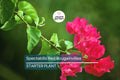 Spectabilis Red Bougainvillea Plant Plug | Rare Tropical Flowering Vine | Vibrant Red Blooms | Indoor & Outdoor Garden