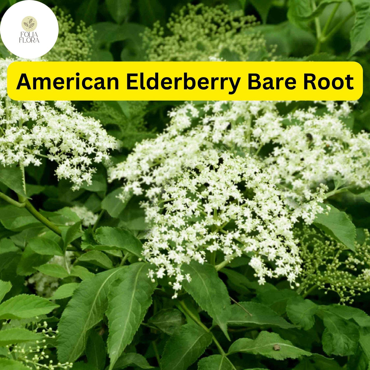 Bare Root American Elderberry Tree | Edible Berries, Pollinator Attractant | Sambucus canadensis Live Plant
