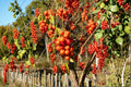 American Bittersweet Seeds – Native Climbing Vine with Bright Orange-Red Berries, Celastrus scandens, Wildlife-Friendly Plant