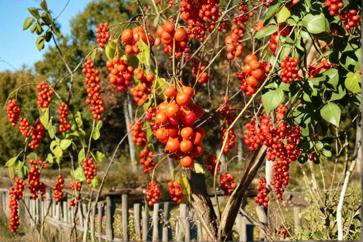 American Bittersweet Seeds – Native Climbing Vine with Bright Orange-Red Berries, Celastrus scandens, Wildlife-Friendly Plant