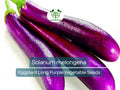 Eggplant Seeds Long Purple Non-GMO Heirloom Solanum melongena Organic Vegetable Planting Pack