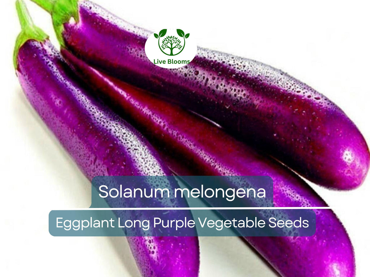 Eggplant Seeds Long Purple Non-GMO Heirloom Solanum melongena Organic Vegetable Planting Pack