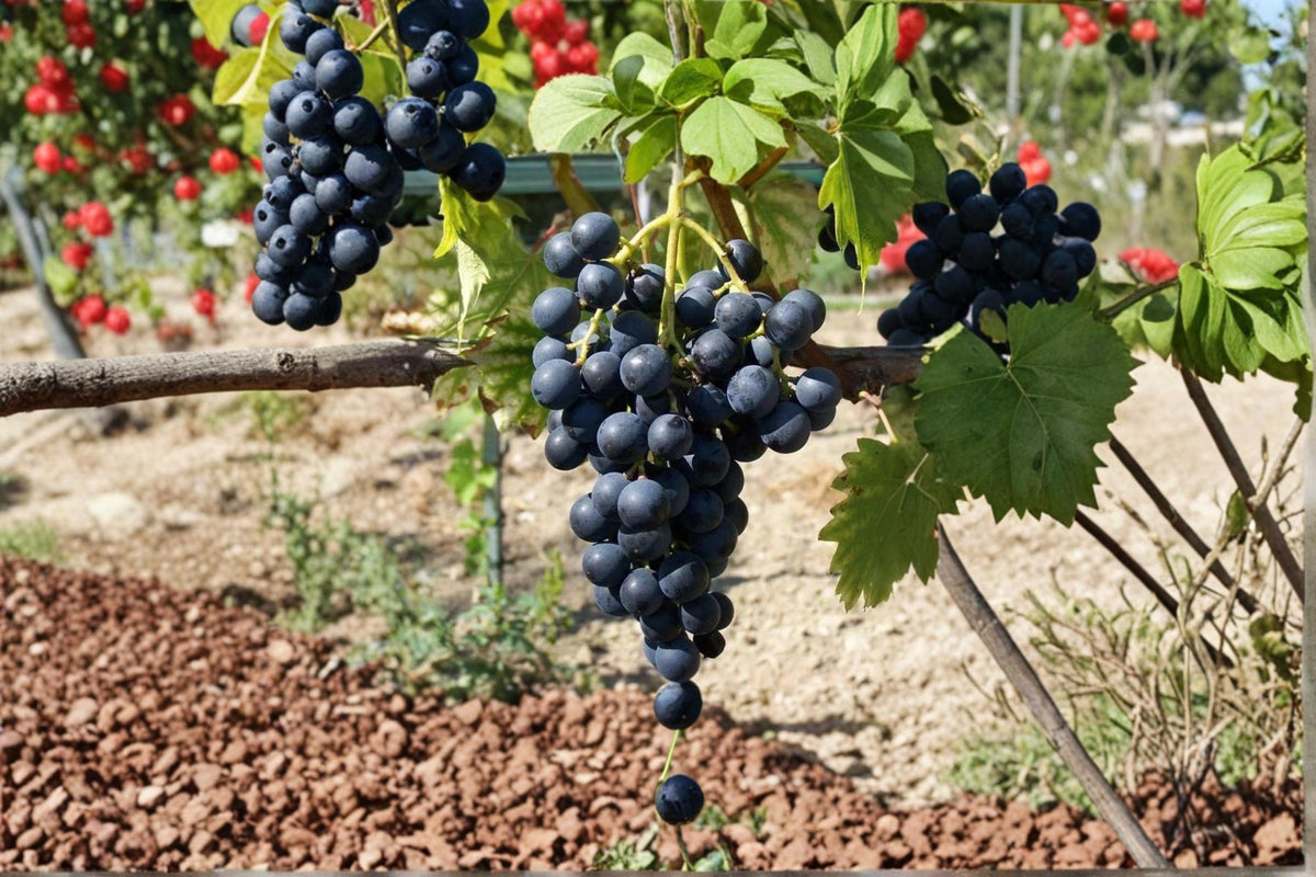 Muscat Bleu Grape Vine 1-2 ft Live Vitis vinifera Deciduous Climbing Plant for Garden or Vineyard