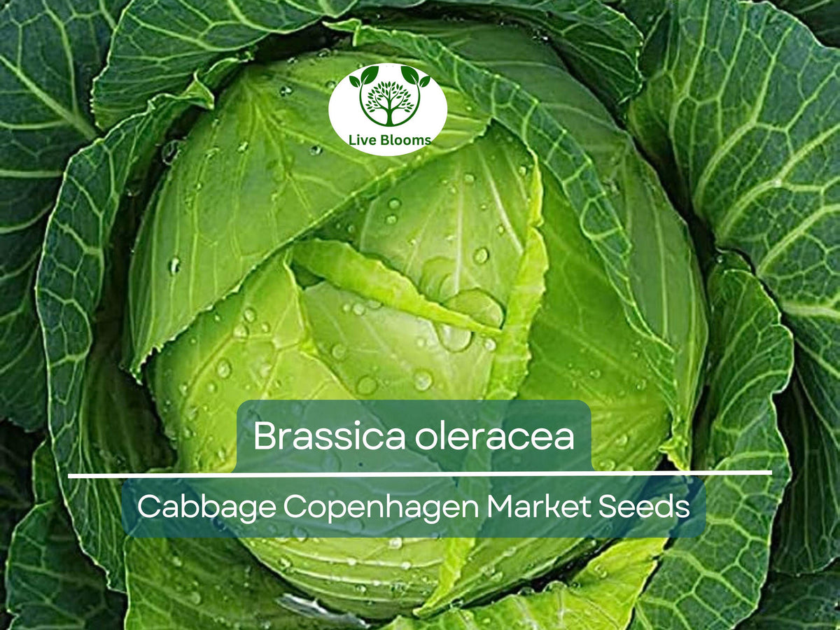 250 Seeds Cabbage Copenhagen Market Heirloom Brassica oleracea for Gardening, Fresh Salad & Coleslaw