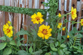 Picta Tickseed Seeds | Coreopsis nuecensis Wildflower | Bright Yellow Drought-Tolerant Perennial | 30 Seeds