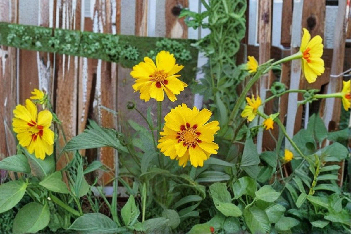 Picta Tickseed Seeds | Coreopsis nuecensis Wildflower | Bright Yellow Drought-Tolerant Perennial | 30 Seeds