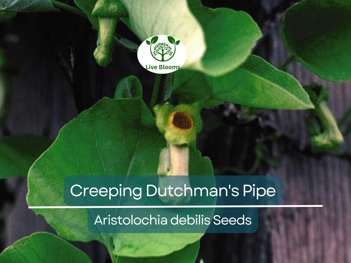 20 Creeping Dutchman's Pipe Vine Seeds Aristolochia debilis Fast-Growing Perennial Butterfly & Hummingbird Friendly