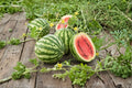 Watermelon Seeds – Crimson Sweet Heirloom Variety, Sweet Red Flesh, Crisp & Juicy, Citrullus lanatus