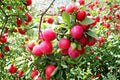 Red June Plum Tree - 2 ft Tall Prunus salicina Early Fruit Ornamental Fruit Tree for Garden