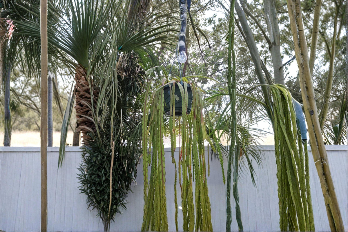 Lepismium cruciforme Epiphytic Cactus Cuttings – 4" Trailing, White Bloom, Indoor Hanging Basket Plant