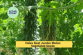 Bitter Melon Seeds 3 Pack – Dark Jade Hybrid, High-Yield Momordica charantia, Tropical Garden, Edible Vine, Full Sun