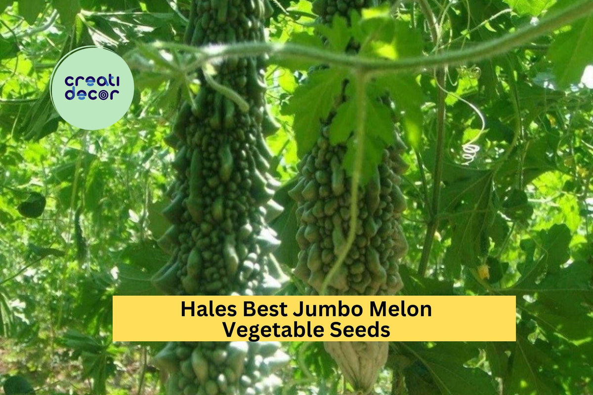 Bitter Melon Seeds 3 Pack – Dark Jade Hybrid, High-Yield Momordica charantia, Tropical Garden, Edible Vine, Full Sun