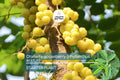 Otaheite Gooseberry Starter Plant - Phyllanthus acidus, Tropical Fruit Tree, 1-2 Inches, Garden, Vitamin C Rich, Tangy Small Fruit