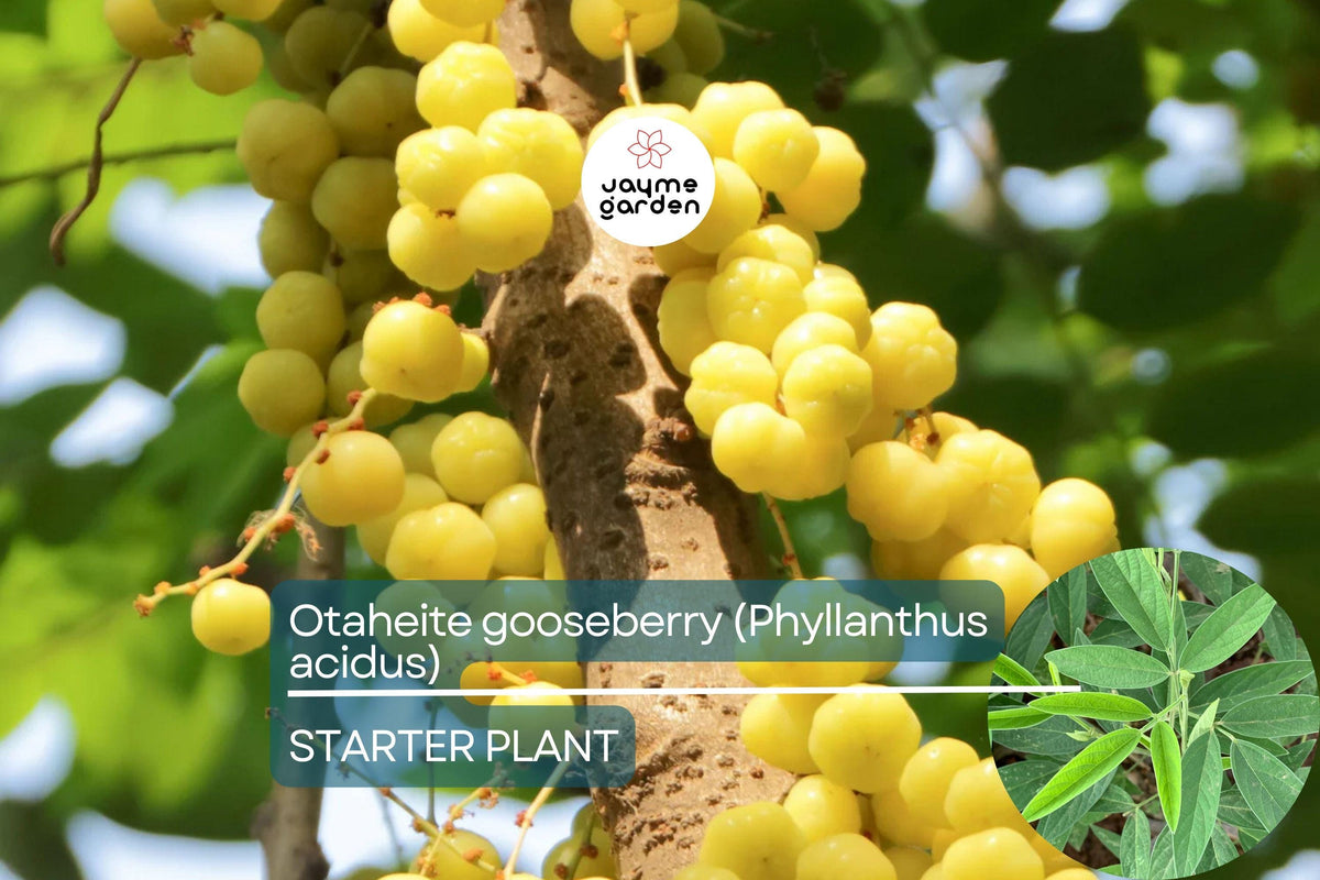 Otaheite Gooseberry Starter Plant - Phyllanthus acidus, Tropical Fruit Tree, 1-2 Inches, Garden, Vitamin C Rich, Tangy Small Fruit