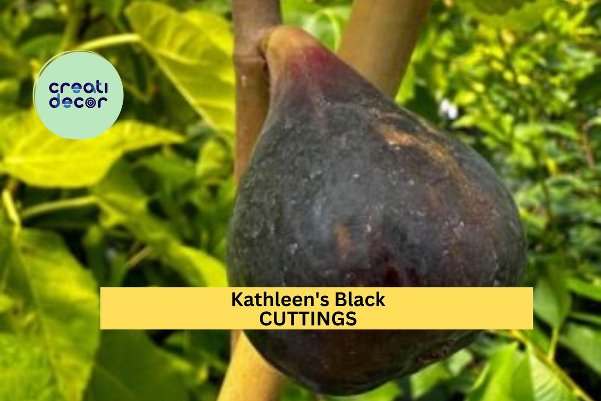 Unrooted Ficus carica ‘Kathleen’s Black’ Fig Cutting – 8+ Inches, Rare Dark Purple Skin, Edible Fruit, Propagation for Garden or Container