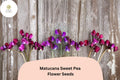 Matucana Sweet Pea Seeds | Lathyrus odoratus Bicolor Maroon Purple Climbing Vine for Garden Planting (50+ Seeds)