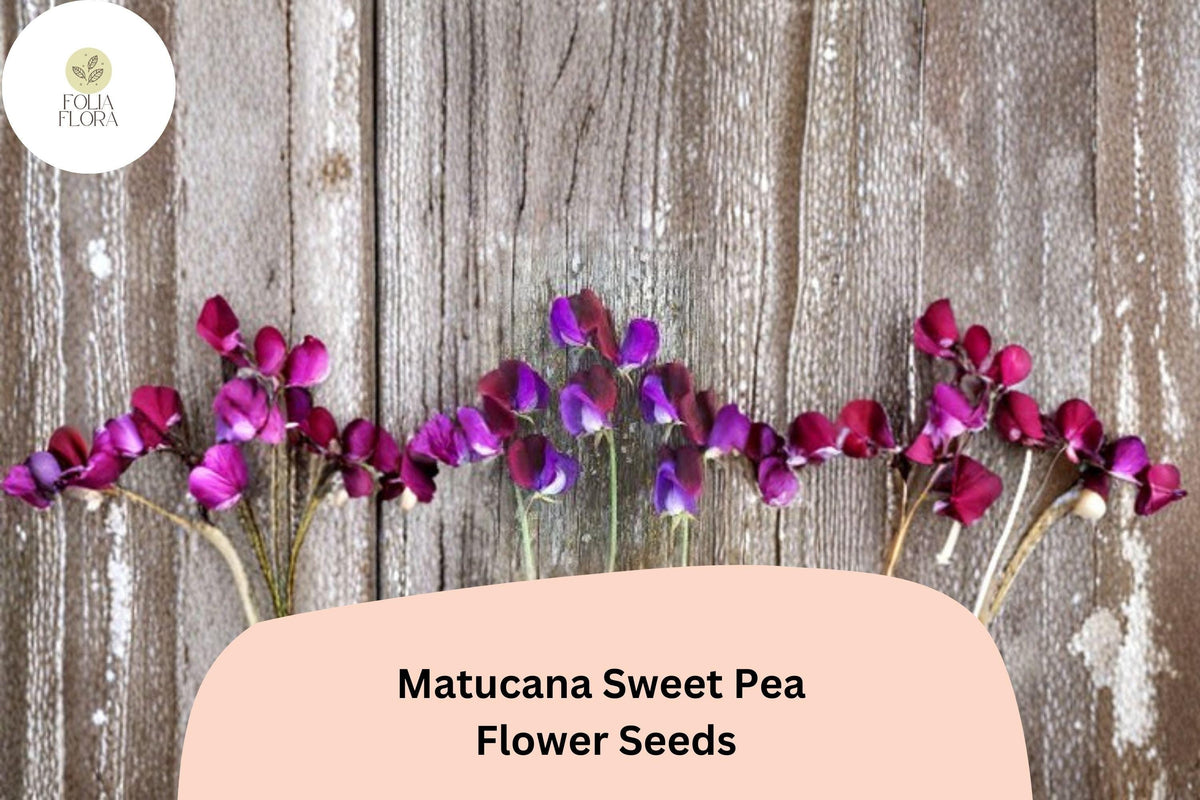 Matucana Sweet Pea Seeds | Lathyrus odoratus Bicolor Maroon Purple Climbing Vine for Garden Planting (50+ Seeds)