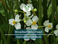 Broadleaf Arrowhead Flower Seeds | Sagittaria latifolia | Native Aquatic Perennial for Ponds & Water Gardens, Water Plant, Wetland Garden Seeds