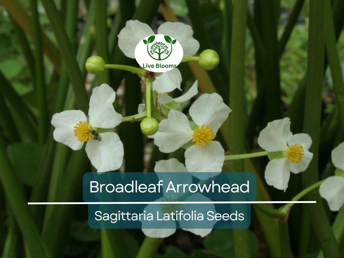 Broadleaf Arrowhead Flower Seeds | Sagittaria latifolia | Native Aquatic Perennial for Ponds & Water Gardens, Water Plant, Wetland Garden Seeds