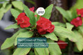 Red Crown of Thorns Cutting | Euphorbia Milii | Drought-Tolerant Tropical Succulent | Easy to Grow, No Roots