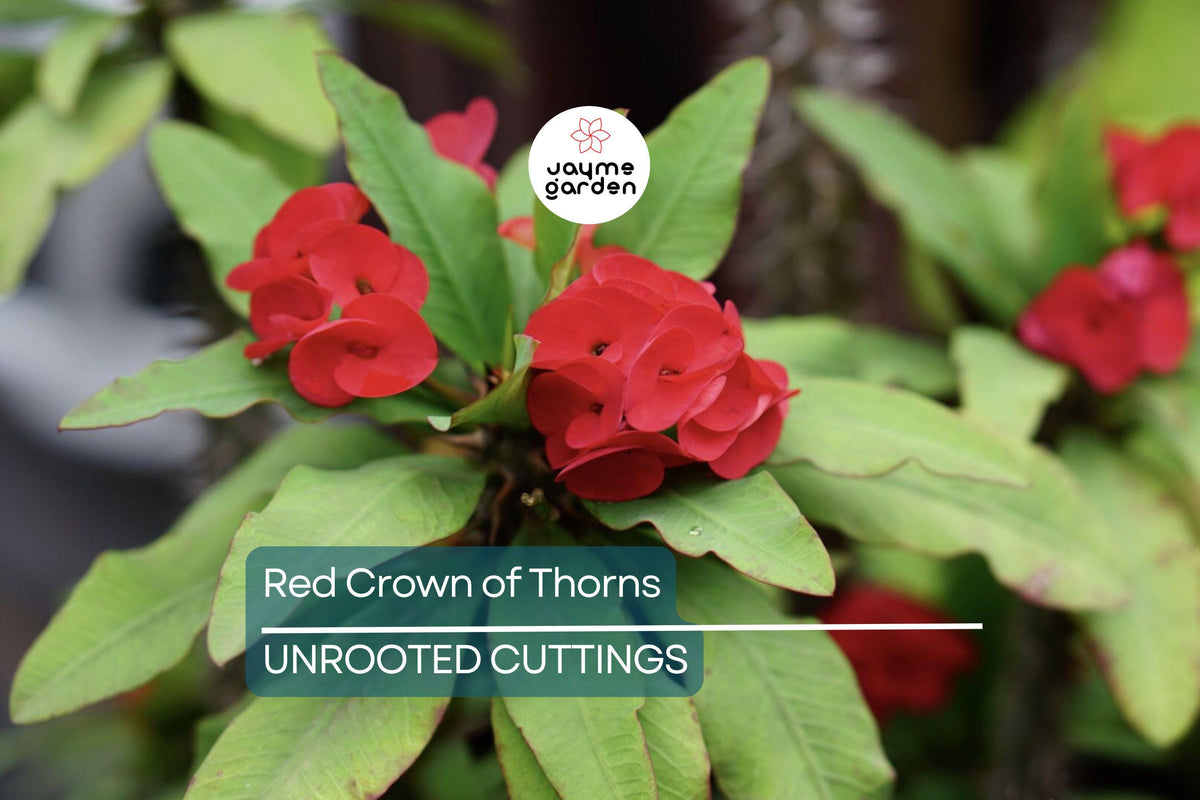 Red Crown of Thorns Cutting | Euphorbia Milii | Drought-Tolerant Tropical Succulent | Easy to Grow, No Roots