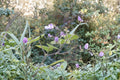 Wild Kidney Bean Vine Seeds | Native Perennial Legume | Pollinator & Wildlife-Friendly Plant | Phaseolus polystachios