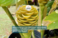 Pinecone Ginger Plant | Zingiber zerumbet | Tropical Ornamental Live Starter with Cone-Shaped Flowers & Glossy Foliage