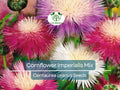 Cornflower Seeds ‘Imperialis Mix’ – Centaurea cyanus – Purple, Lavender & Mauve Heirloom Annual for Pollinators