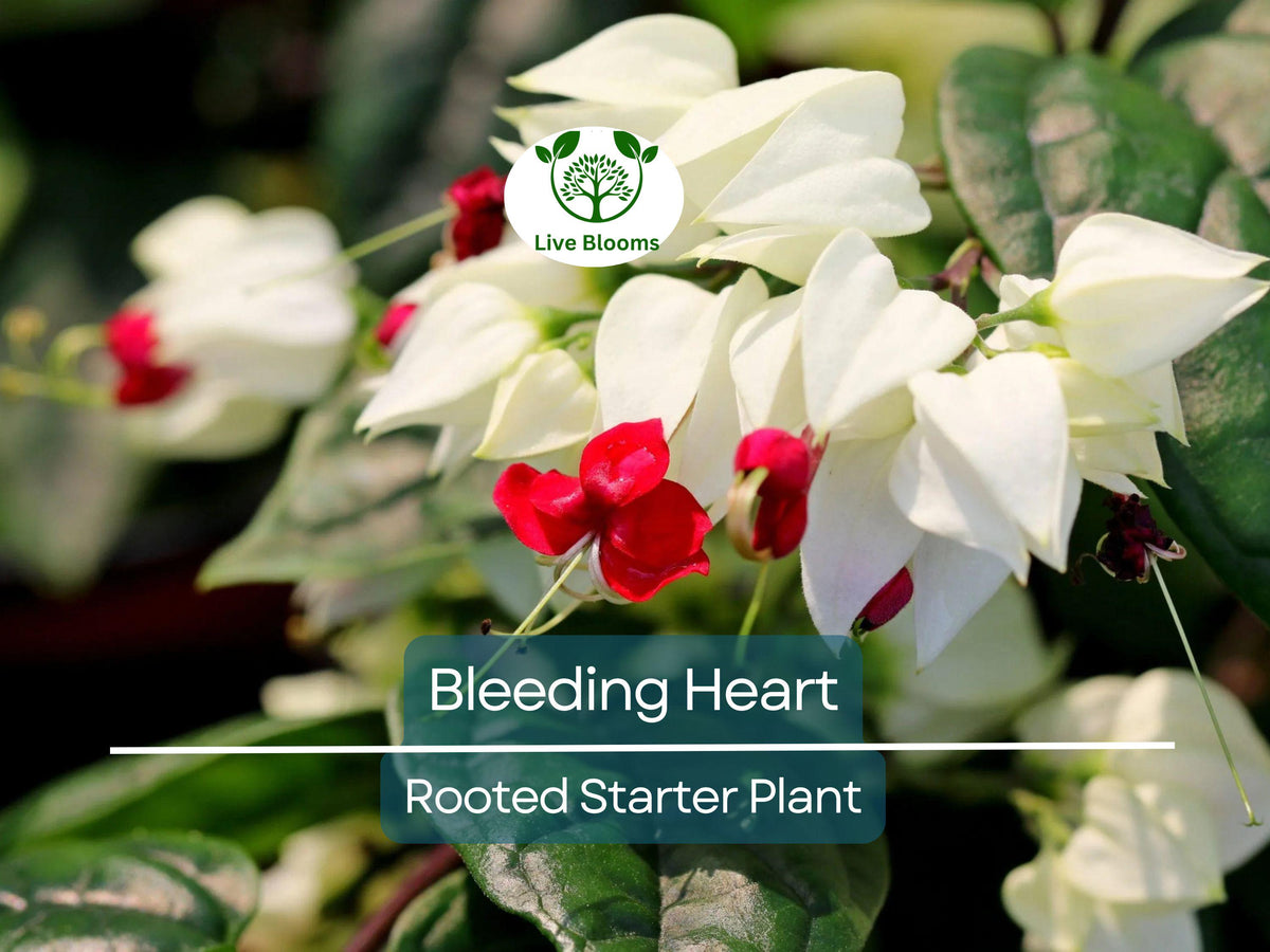 Bleeding Heart Rooted Starter Plant Clerodendrum thomsoniae Climbing Vine with White & Red Blooms for Garden Landscaping