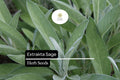 50 Seeds Extrakta Sage (Salvia officinalis) Aromatic Culinary Herb for Cooking, Drought-Tolerant, Heirloom Seeds