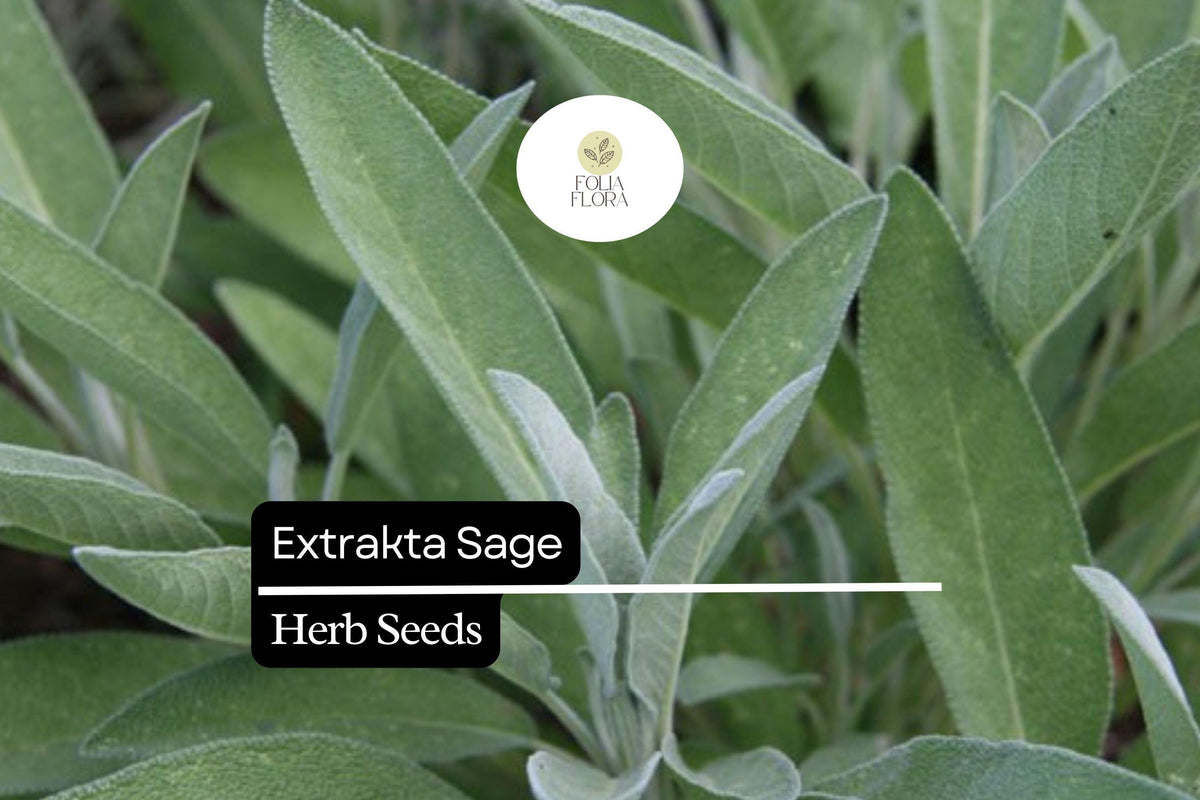 50 Seeds Extrakta Sage (Salvia officinalis) Aromatic Culinary Herb for Cooking, Drought-Tolerant, Heirloom Seeds