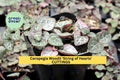 String of Hearts Cuttings | 10-12" Trailing Succulent Vine | Ceropegia woodii | Indoor Plant Starter | Rare Houseplant