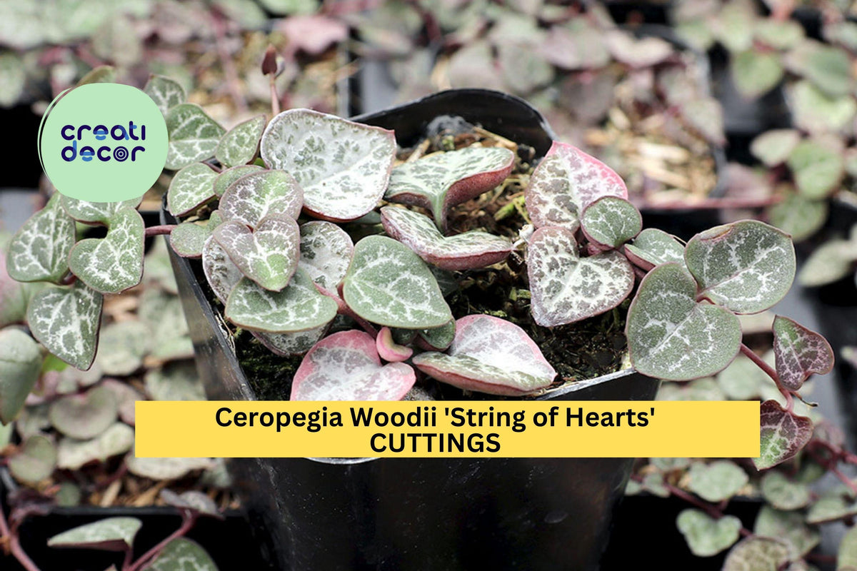 String of Hearts Cuttings | 10-12" Trailing Succulent Vine | Ceropegia woodii | Indoor Plant Starter | Rare Houseplant