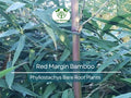 Red Margin Bamboo Rhizome Plant – Phyllostachys rubromarginata – Cold Hardy Running Bamboo for Privacy & Windbreaks