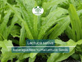300 Asparagus Lettuce Seeds - New Yu Mai Lactuca sativa for Asian Cuisine, Crunchy Stems & Tender Leaves, Garden & Salad Greens