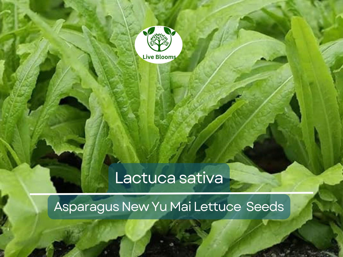 300 Asparagus Lettuce Seeds - New Yu Mai Lactuca sativa for Asian Cuisine, Crunchy Stems & Tender Leaves, Garden & Salad Greens