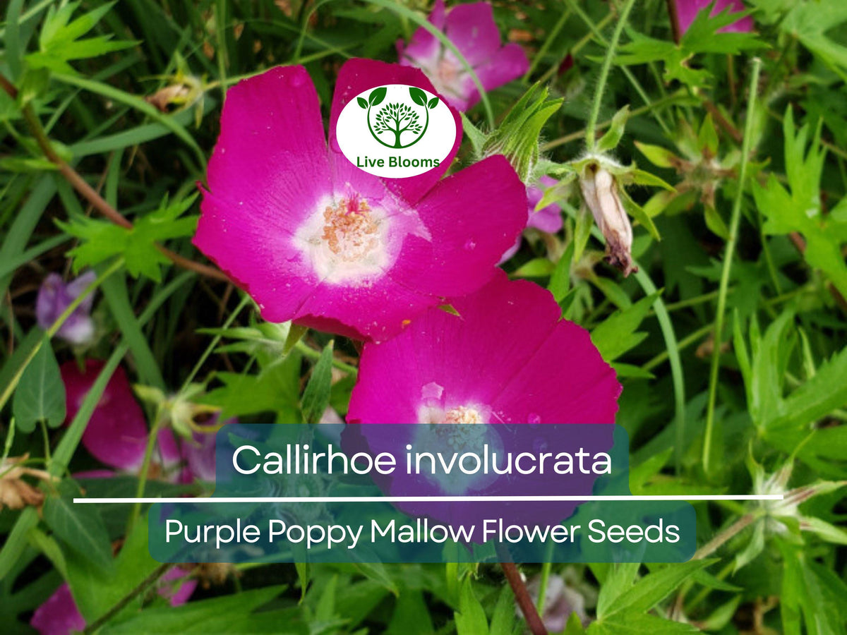 Purple Poppy Mallow Seeds – Callirhoe Involucrata, Drought-Tolerant Perennial Ground Cover, Native Wildflower for Garden & Landscape